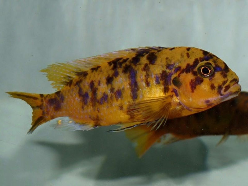 Maylandia sp. 'zebra gold' Nkhata Bay